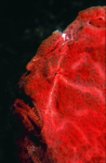 Webster, Mark (born 1955): Frog fish, cibachrome photograph, 45.7 x 30.7 cms. Presented by Webster, Mark.