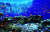 Webster, Mark (born 1955): Anthias on reef top, cibachrome photograph, 30.7 x 45.7 cms. Presented by M. Webster in 2002.