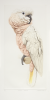 Butterworth, Elizabeth (born 1949): Molluccian Cockatoo, printer: Stoneman, Hugh (1947-2005), publisher: The Metropolitan Museum of Art, New York, signed and dated 1986, etching (printer's proof), 68 x 48.5 cms. The Art Fund Hugh Stoneman Archive.
 We will credit the artist at all times.