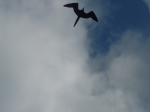 Fagin, Kate (1948-2012): Magnificent frigatebird, photograph, 30 x 42 cms. Presented by the artist as part of the Heritage Lottery Fund's Darwin 200 celebrations.