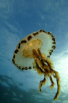 Webster, Mark (born 1955): Compass jellyfish, photograph, 42 x 56.5 cms. Presented by the artist as part of the Heritage Lottery Fund's Darwin 200 celebrations.