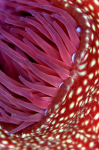 Webster, Mark (born 1955): Strawberry anemone, Porthkerris Cove, Lizard, photograph, 42 x 56.5 cms. Presented by the artist as part of the Heritage Lottery Fund's Darwin 200 celebrations.